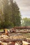 Renault Trucks Master 4x4 in a forest